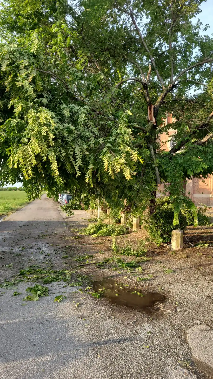 Image from Città di Castelfranco Emilia: ‼️ ATTENZIONE ‼️  🌳 È importante che le segnalazioni di rami caduti e...