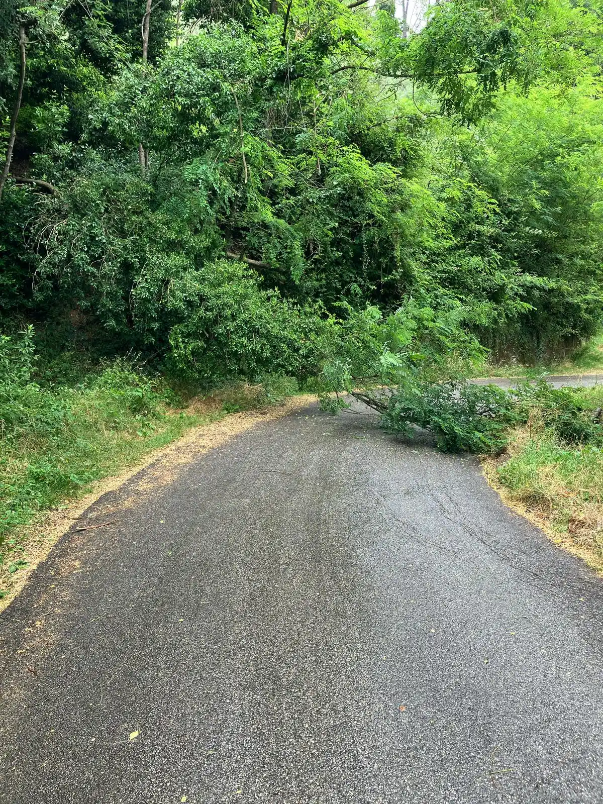 Image from Comune di marliana : Attenzione ⚠️ pianta caduta in via lecceta strada temporaneamente chi...