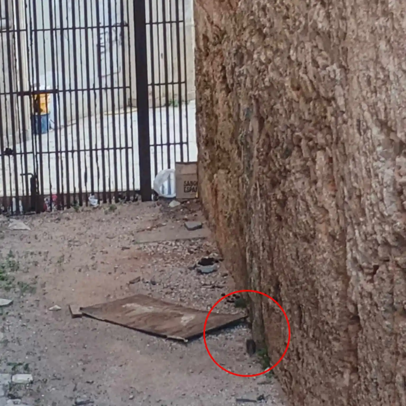 Image from Cádiz Abandonada: 🐀 Denuncian la presencia de ratas en el foso ubicado entre la Catedra...
