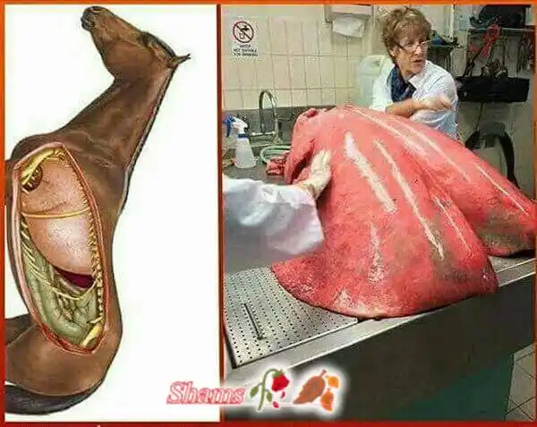 Image from قناة 🌎 منوعات 🌏 من هنا🌍 وهناك 🌏: هذا حجم رئة الحصان وهى مملوءة بالهواء وهذا هو السبب الذى يجعل الحصان ل...