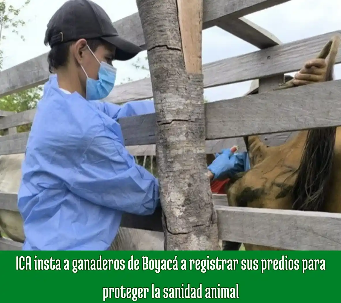 Image from Boyacá Le Informa: ICA insta a ganaderos de Boyacá a registrar sus predios para proteger ...