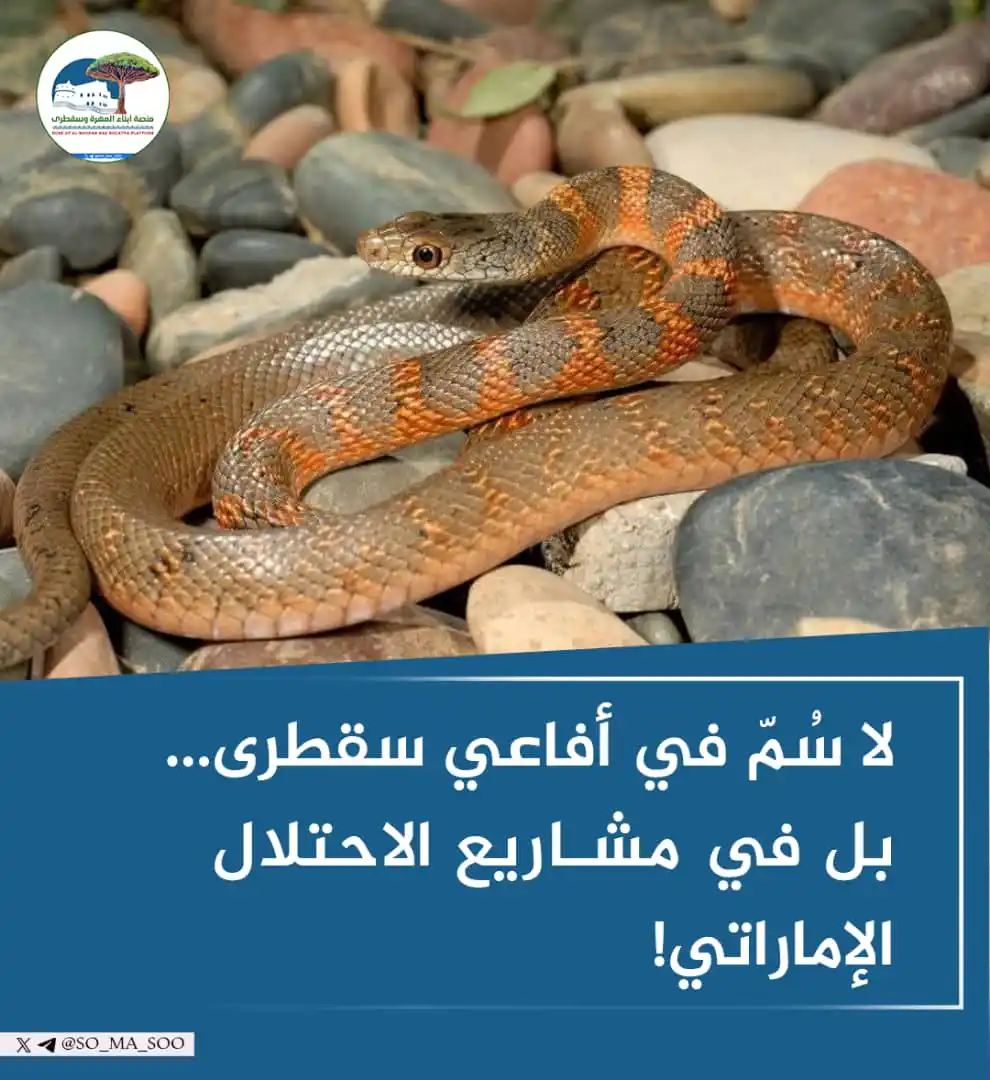 Image from منصة أبناء المهرة وسقطرى: *لا سُمّ في أفاعي سقطرى… بل في مشاريع الاحتلال الإماراتي!* تتميز سقط...