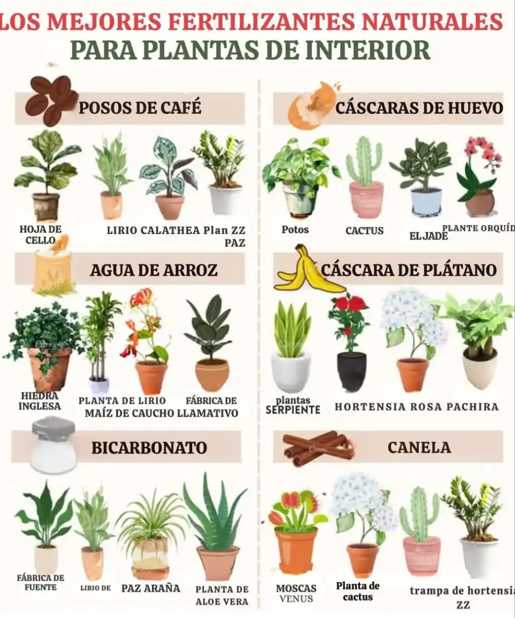 Image from EcoInventos: 🌿 ¡Nutre tus plantas de forma natural y económica! 🌱 ¿Sabías que mu...