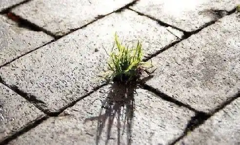 Image from Riells i Viabrea: 📣 *TRACTAMENT FITOSANITARI A CAN PLANA*🌱 🗓️Aquesta setmana a parti...