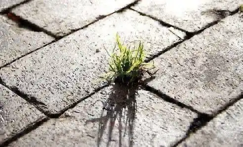 Image from Riells i Viabrea: 📣 *TRACTAMENT FITOSANITARI AL NUCLI DE SANT LLOP*🌱 🗓️Aquesta setma...