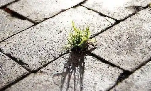 Image from Riells i Viabrea: 📣 *TRACTAMENT FITOSANITARI AL NUCLI D'ORDENACIÓ*🌱 🗓️Aquesta setman...