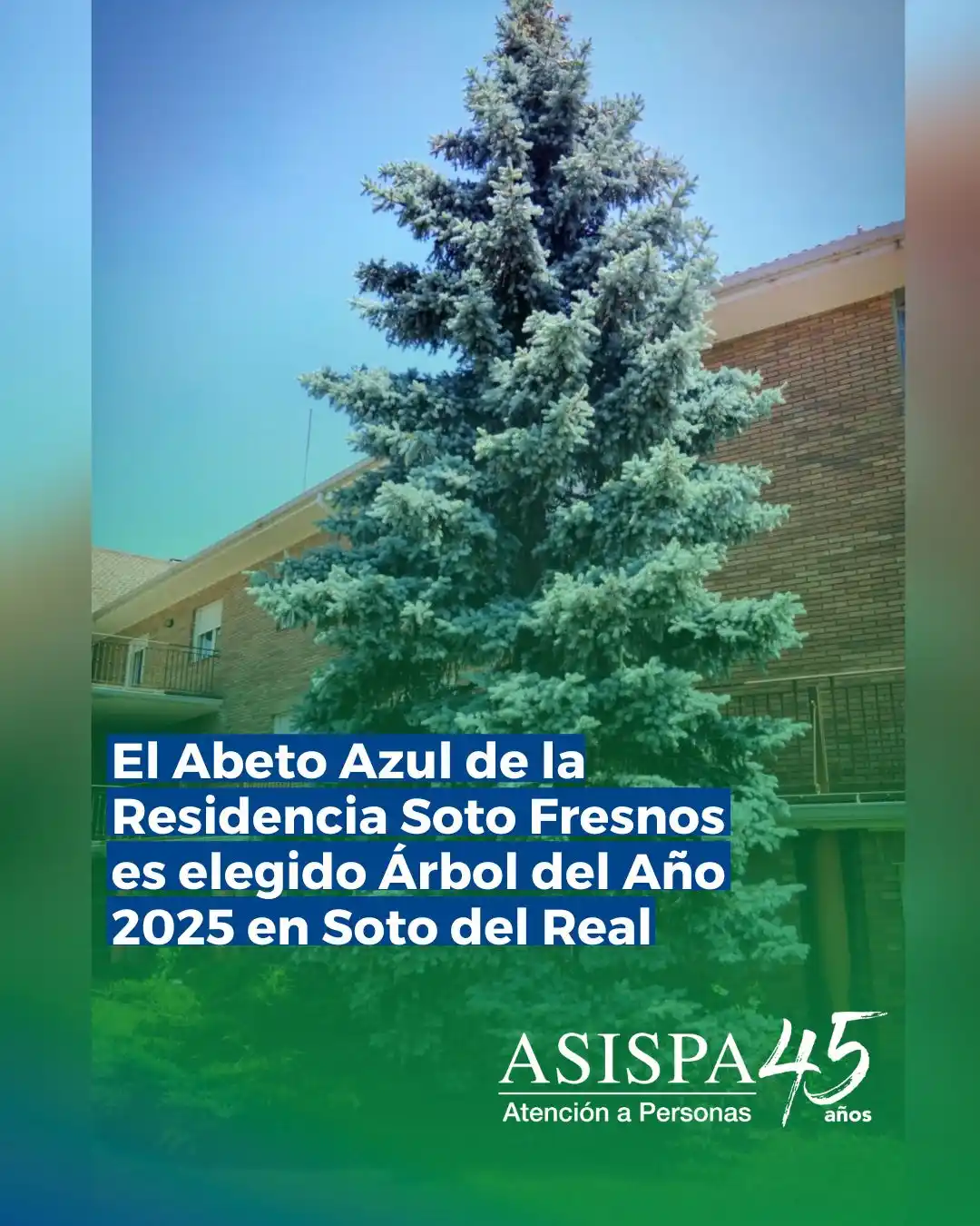 Image from ASISPA: 🌳 *El Abeto Azul de la Residencia Soto Fresnos es elegido Árbol del A...