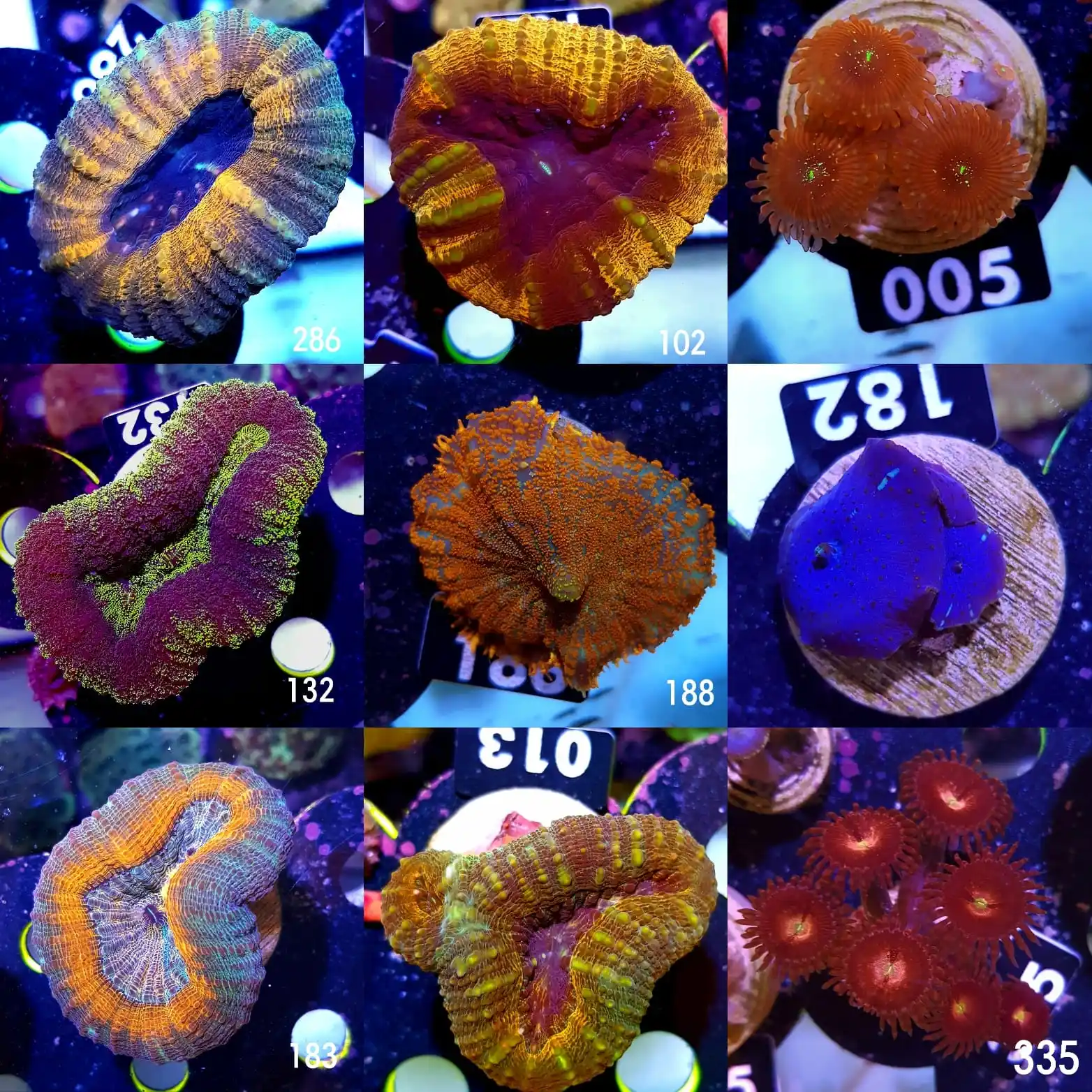 Image from Nautilus Aquaristik: Diese hübschen Korallen gehen heute in den Onlineshop 😱 Mittlerweile ...