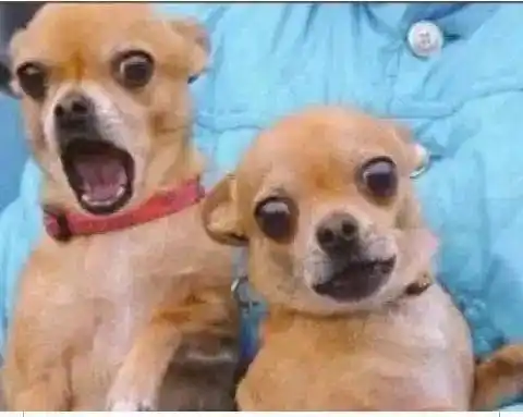 VOICE OF GANDSA-UCC  post