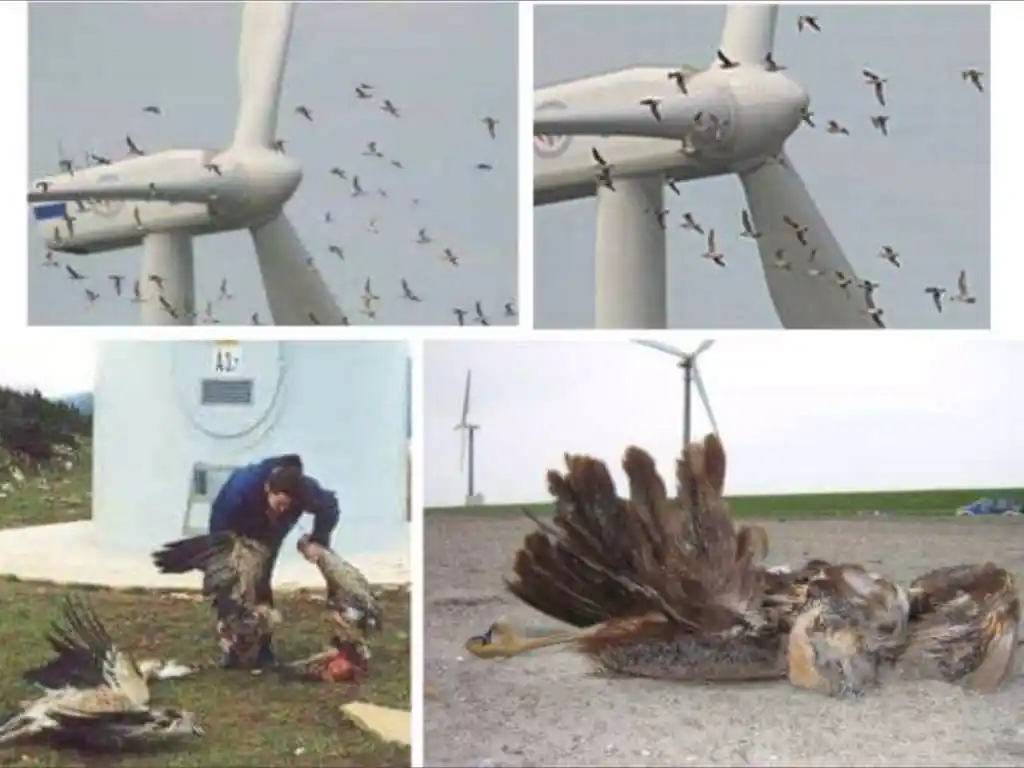 Image from Rudy Mr Météo: Les éoliennes tuent entre 140 000 et 538 000 oiseaux par an rien qu'au...
