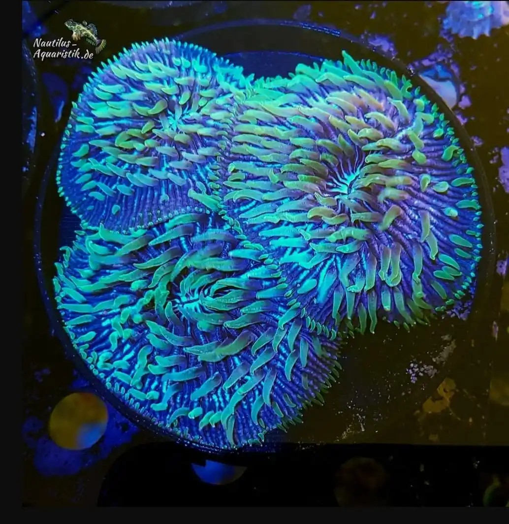 Image from Nautilus Aquaristik: Schon mal blaue Fungia gesehen? Ich noch nie, wenn dann in lila. Zwei ...