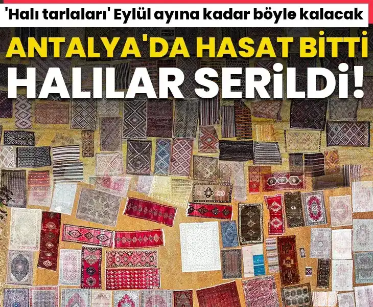Image from gazetevatancom: 🪢ANTALYA'DA RENKLİ GÖRÜNTÜLER! 🖇️'Halı tarlaları' aylarca böyle kal...