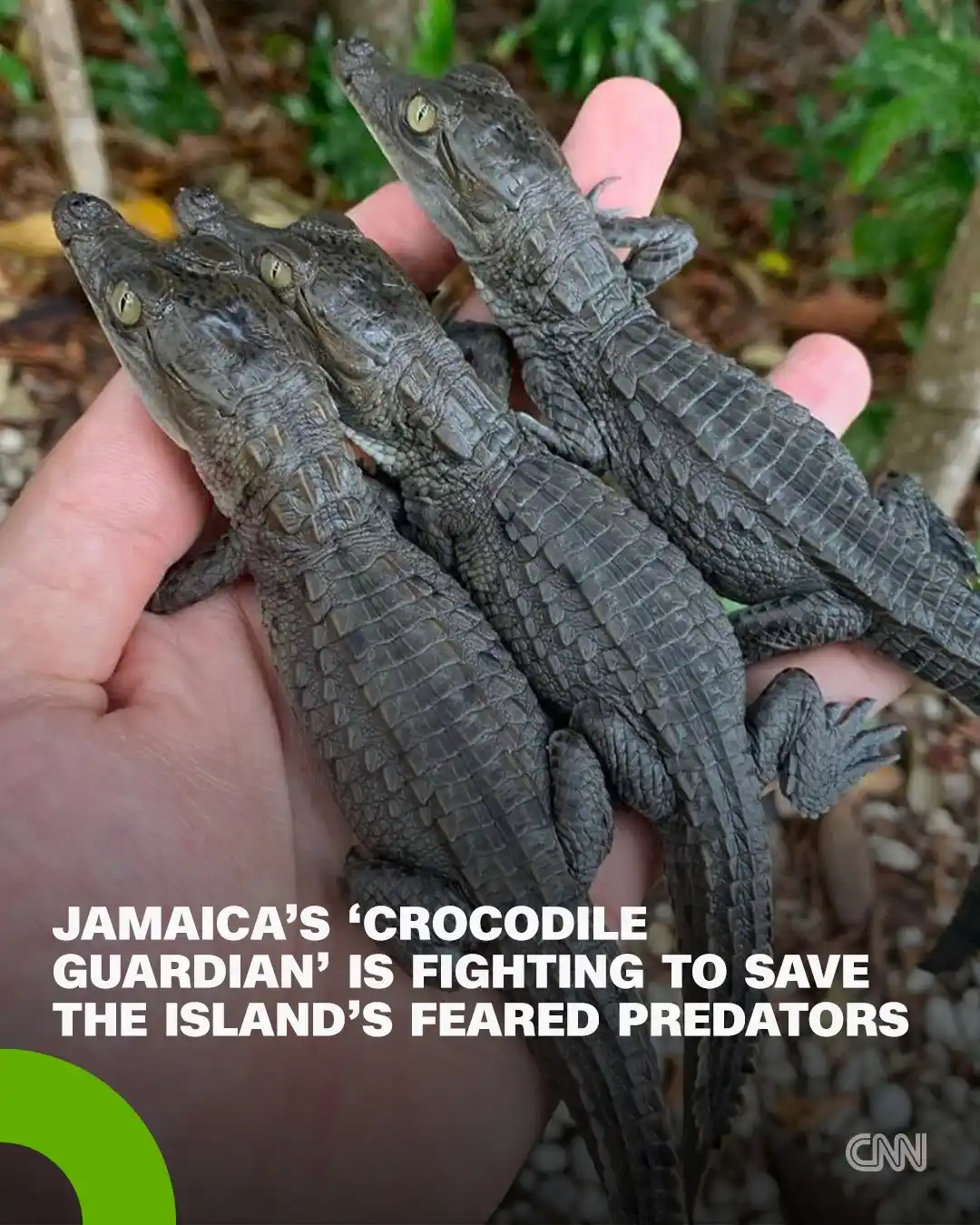 Image from CNN: In recent years, the American crocodile population in Jamaica has been...