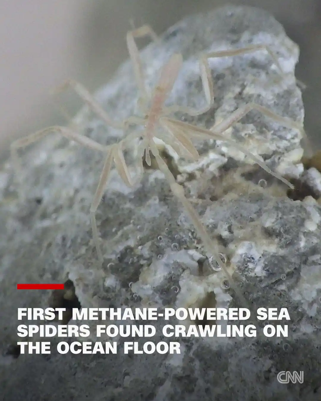 Image from CNN: Scientists say they have discovered three previously unknown species o...