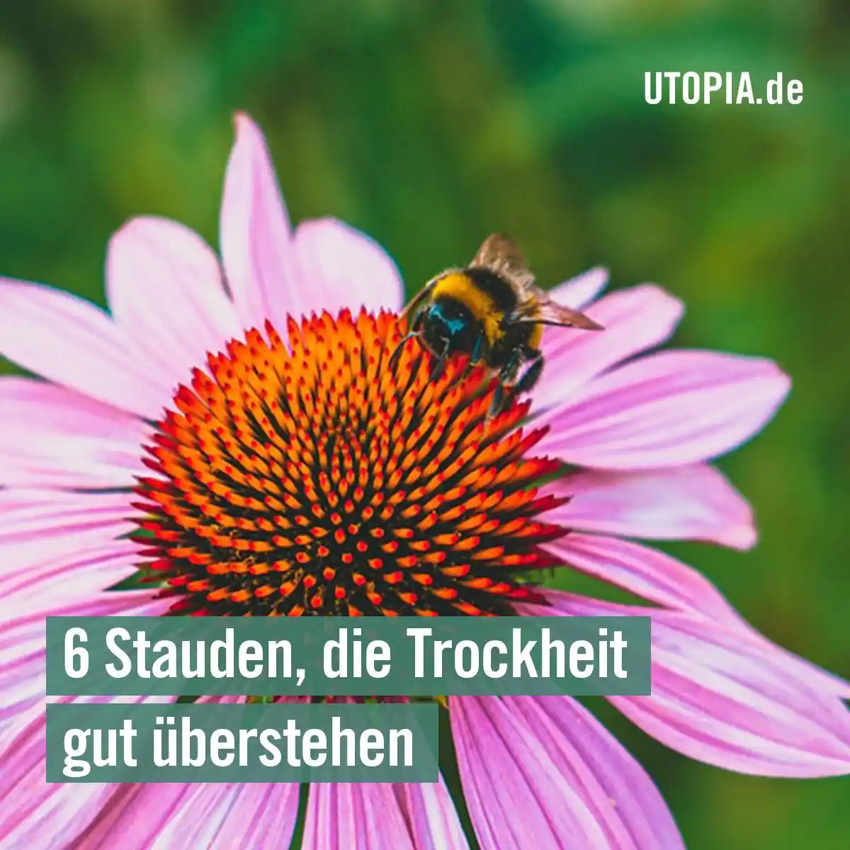 Image from Utopia: 👍 6 Stauden, die Trockheit gut überstehen Trockenheitsresistente St...