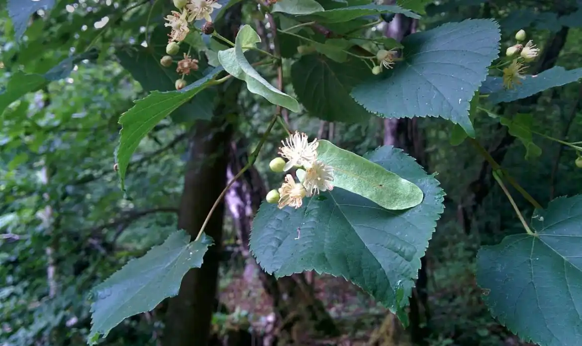 Kräuterhexe - Schnu1 post