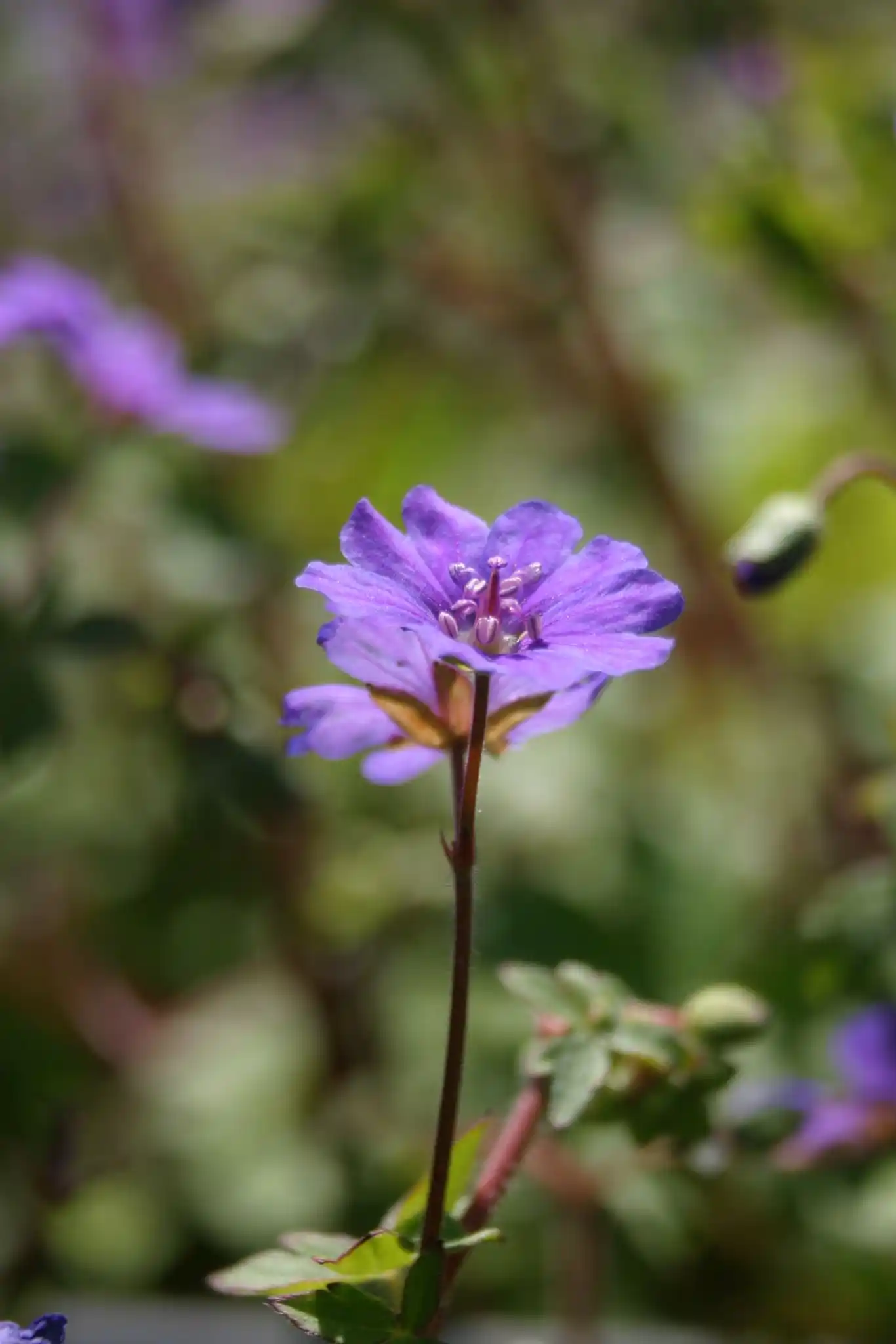 Image from Gerwin Gesundheitsprodukte Wahre Lebenswerte : Blutroter Storchschnabel! 🌸 Blütezeit: Mai bis August (gelegentlic...