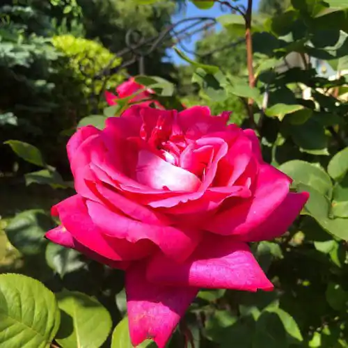 Image from Gerwin Gesundheitsprodukte Wahre Lebenswerte : Die Rosen stehen in voller Blüte! 🌹 Wussten Sie, was Rosenöl alles b...