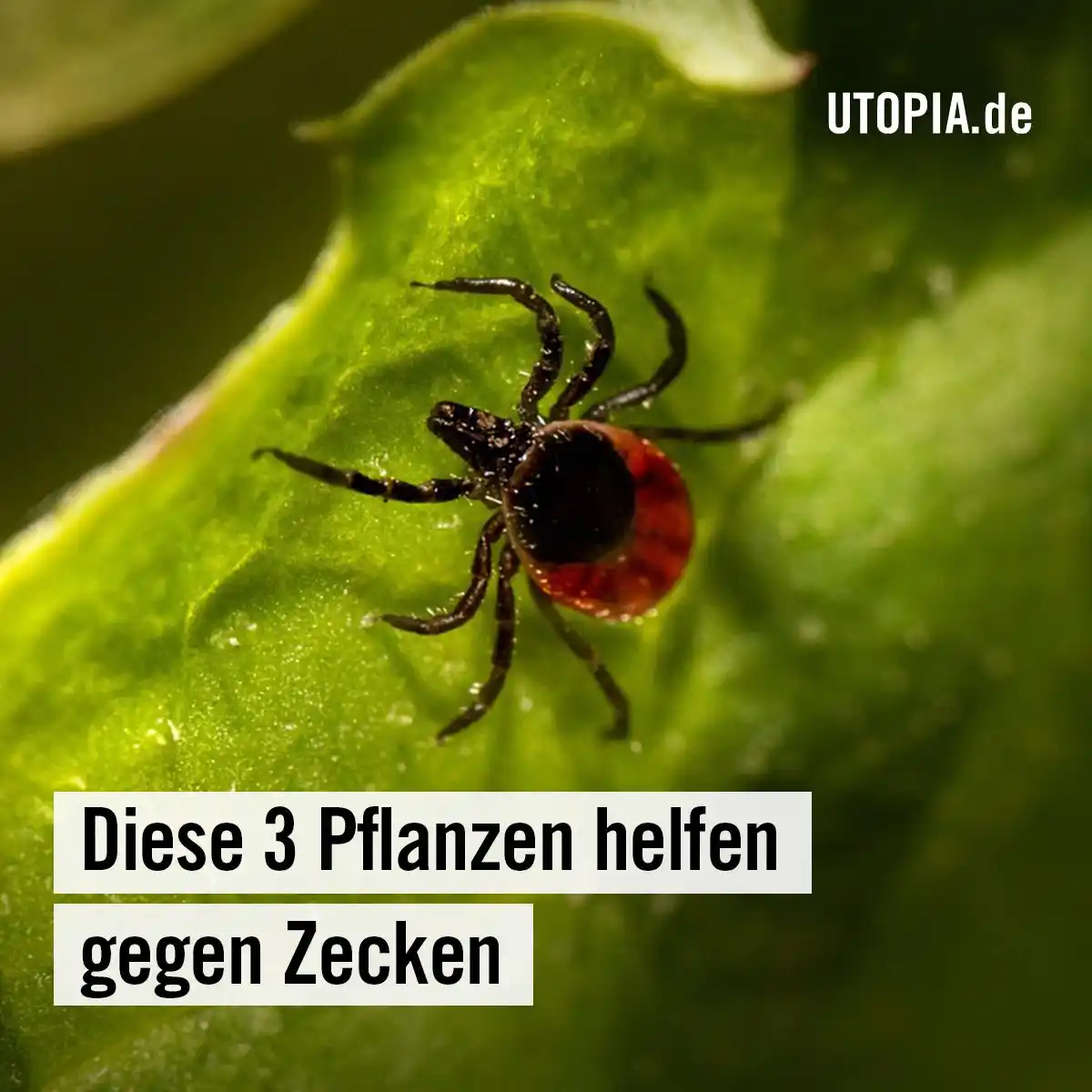 Image from Utopia: 👍 Diese 3 Pflanzen helfen gegen Zecken Du hast Angst vor Zecken im G...