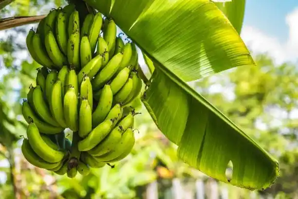 Image from NotiDiario Ecuador: El precio del verde, un alimento básico en la dieta ecuatoriana, se ha...