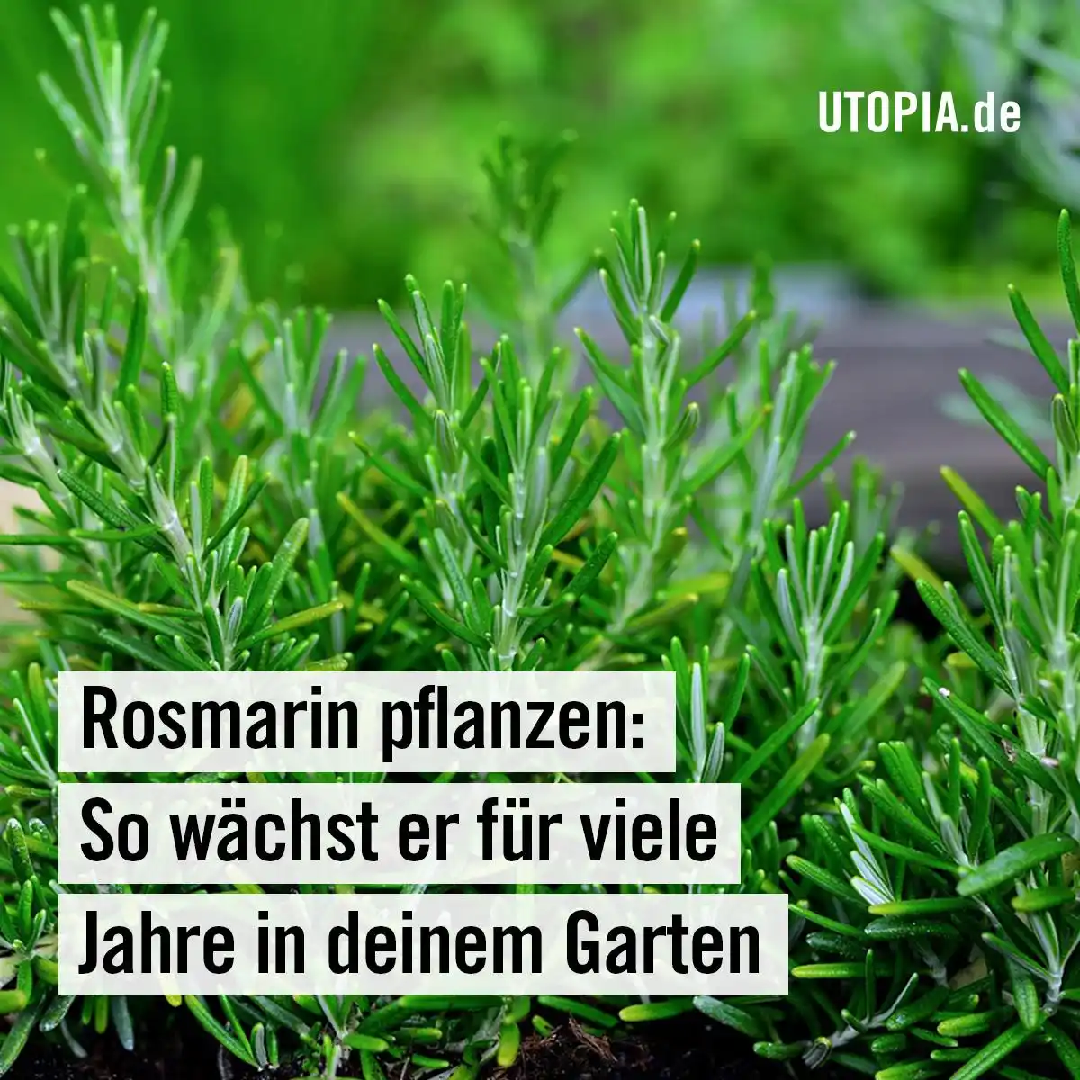 Image from Utopia: 👩🌾 Rosmarin pflanzen: So wächst er für viele Jahre in deinem Garten...