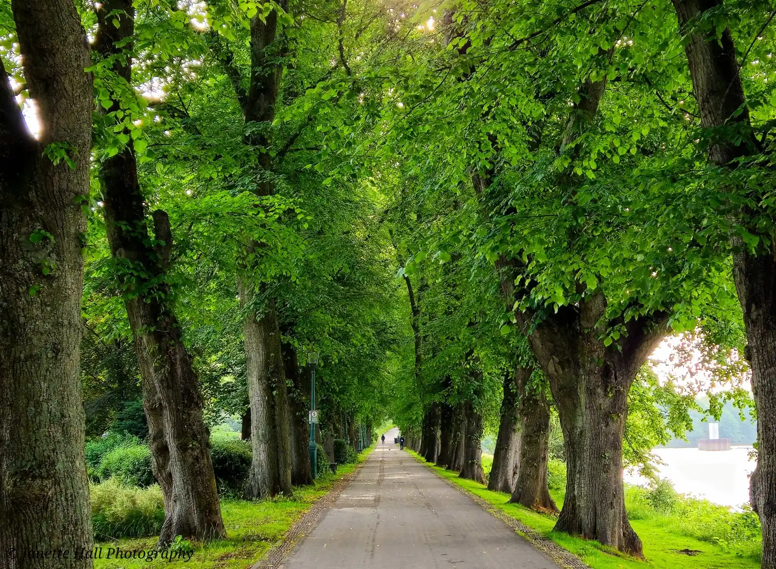 Image from Preston news from Blog Preston: Away from the M6, here's a beautiful calming picture of Avenham Park t...