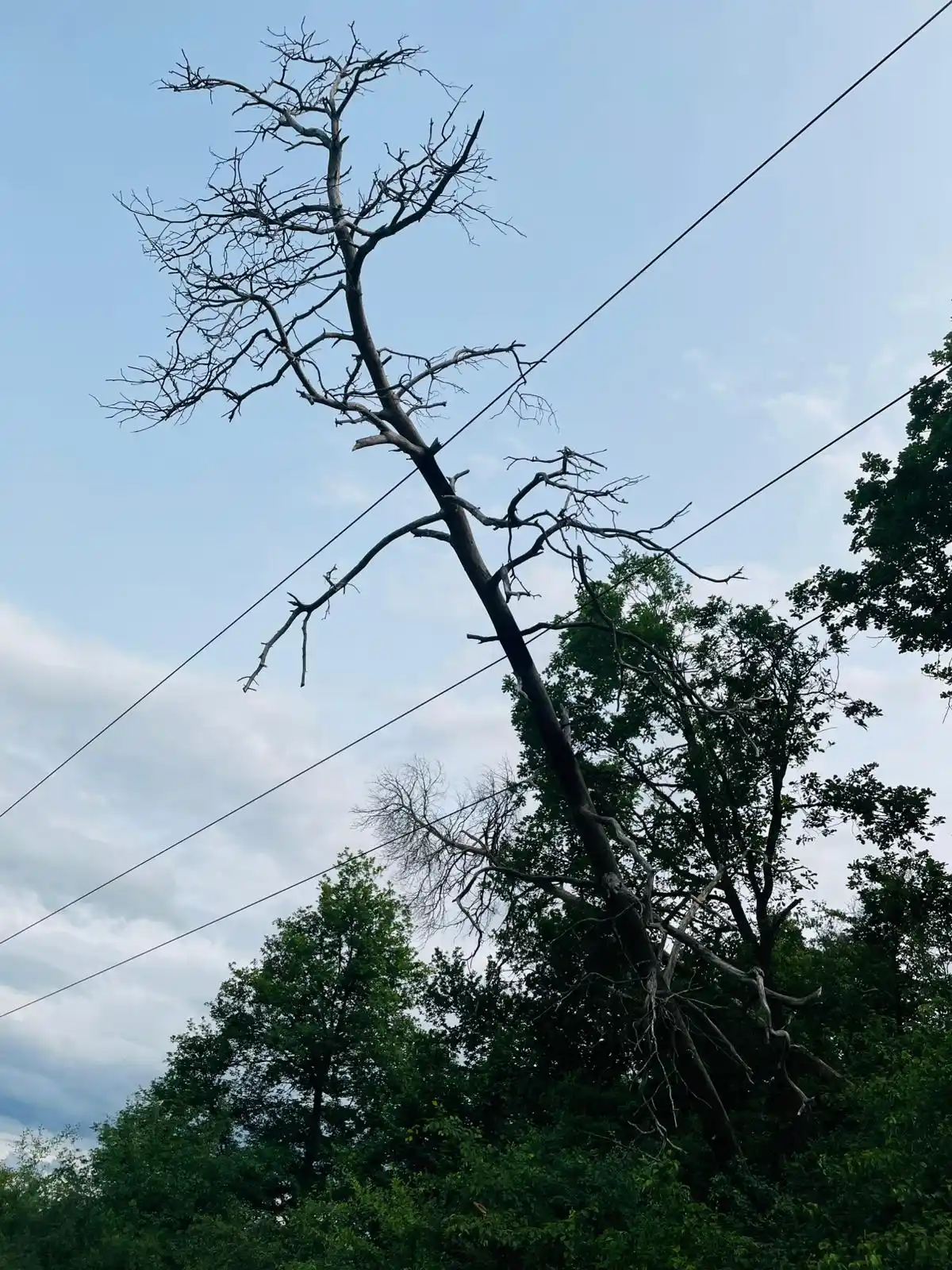 Image from Freiwillige Feuerwehr VG Ramstein - Miesenbach : Einsatzart: Umgestürzter Baum auf Stromleitung Einsatzdatum: 07.06.20...