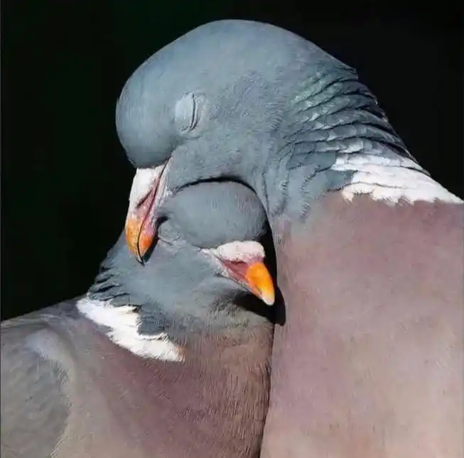 شعور || 𝐅𝐞𝐞𝐥𝐢𝐧𝐠 post