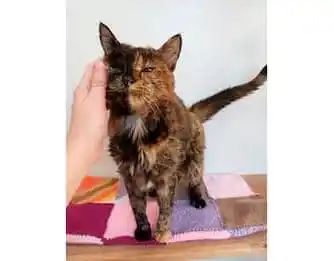 Image from UCLV Radio: 🤓 *Las curiosidades de Abelito* ¿Conoces a Flossie? 🐈 Ella es la *...