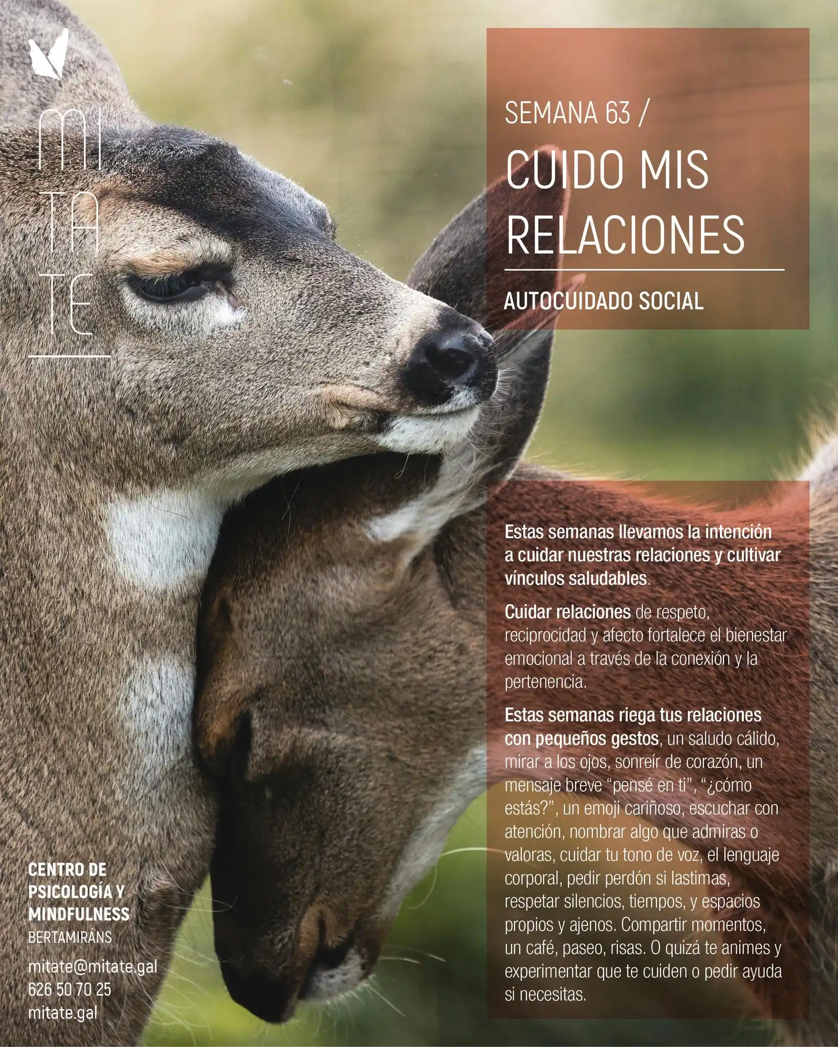 Image from Mitate: SEMANA 63 de <a class="text-blue-500 hover:underline cursor-pointer" h...