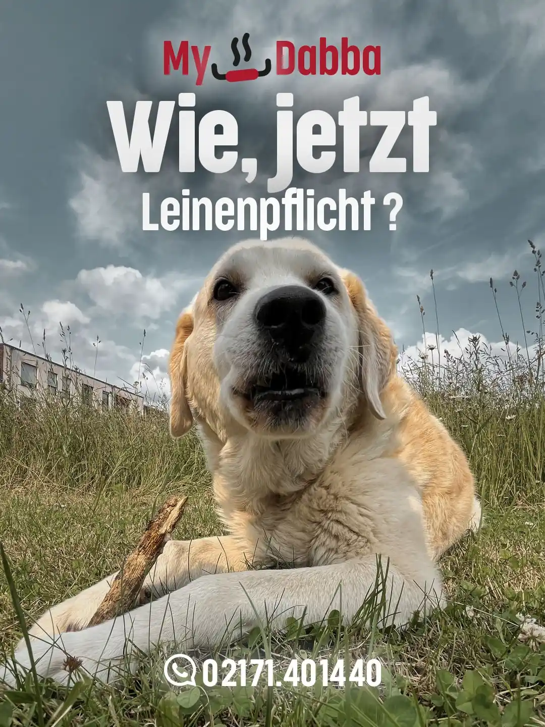 Image from My♥Dabba: 🐶 Wie, jetzt Leinenpflicht?! Ich dachte Leverkusen wäre bunt 🌈 Woll...