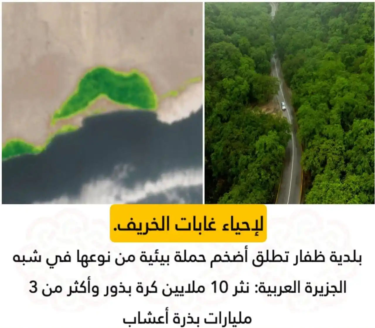 Image from صحيفة اليوم العمانية: 🔴 إطلاق أضخم حملة في شبه الجزيرة لإحياء غابات ظفار...