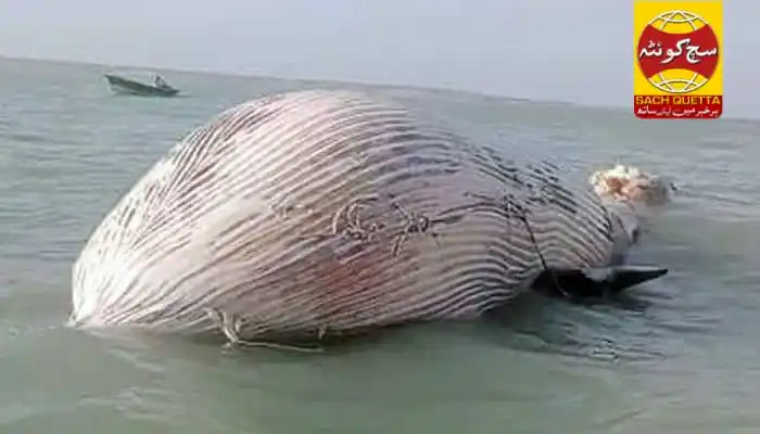 Image from SACH QUETTA NEWS: بلوچستان کے سمندر میں 35 فٹ لمبی بلیو وہیل مردہ پائی گئی🐳🐋 بلوچستان ...