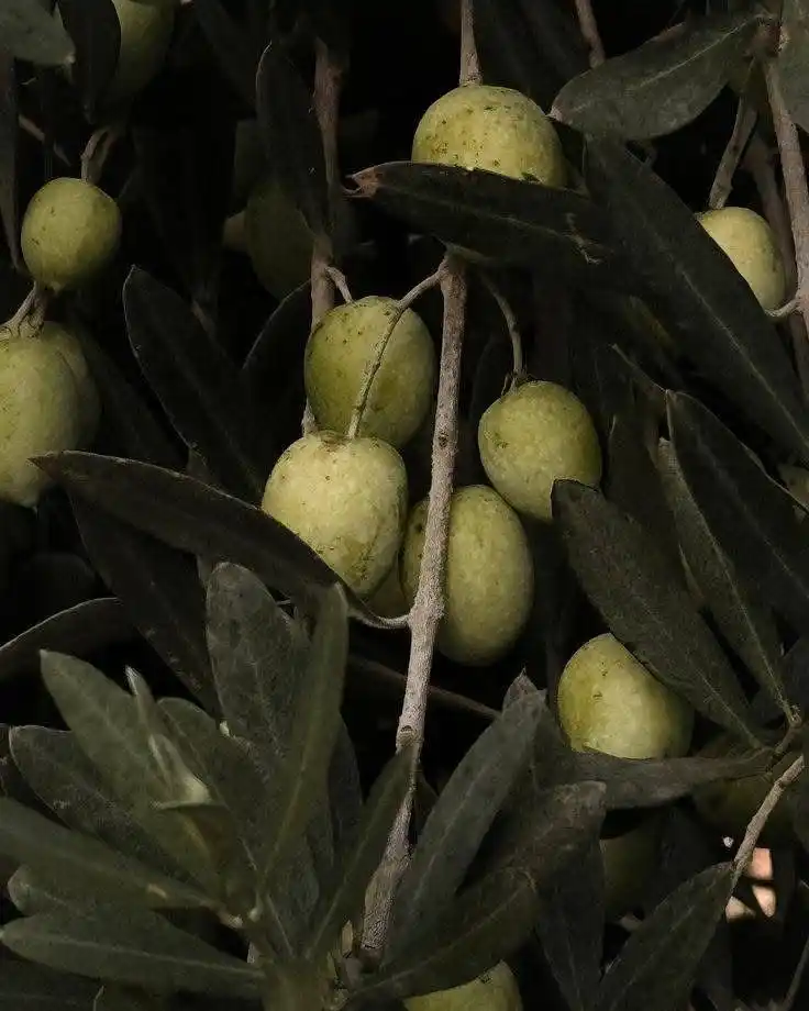 Image from Remèd Fèy: ■Bois Coq ■ Non syantifik:(Cassine orientalis) Fanmi:(Celastracée) Or...