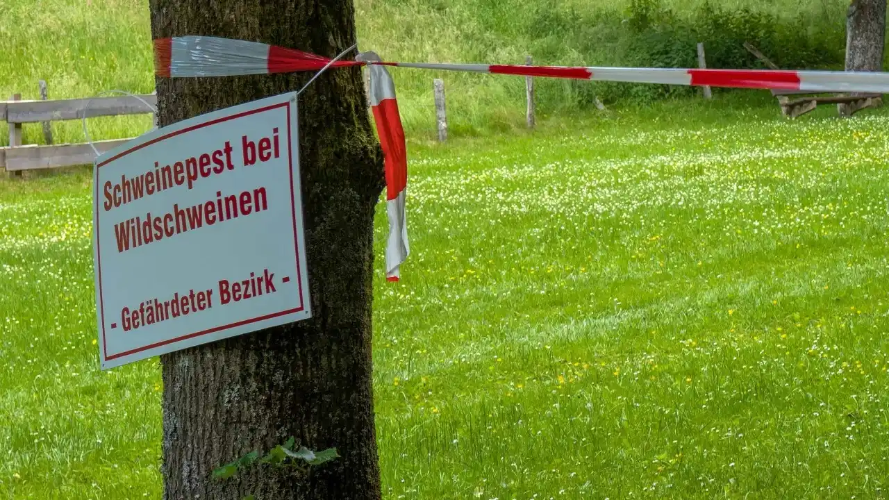 Image from LokalPlus: 🐗😷 Fragen zur Afrikanischen Schweinepest? Der Kreis Olpe hilft weite...