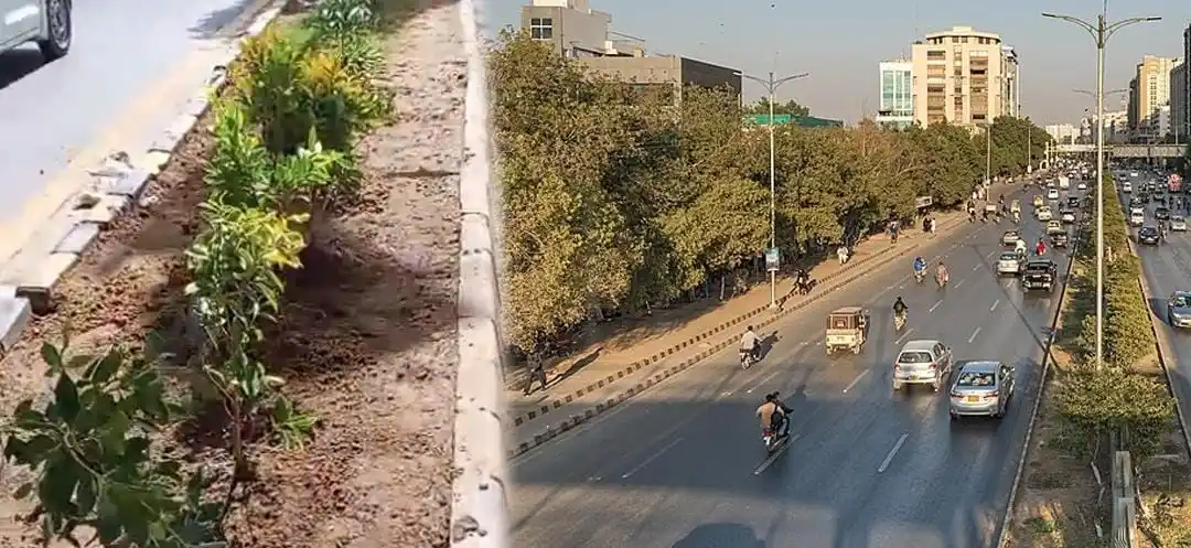 Image from MERA PAKISTAN NEWS: کے ایم سی کے محکمہ باغات نے شارع فیصل سے کونوکارپس کے درختوں کو ہٹانے ...