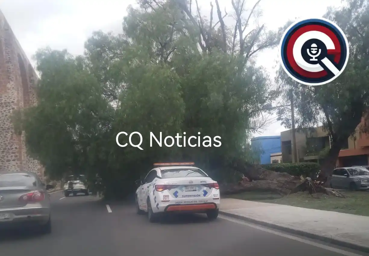 Image from CQ NOTICIAS 📝 (Sin Censura): ⚠️💥🌳 Reportan la caída de árbol en carriles de calzada de los arcos ...