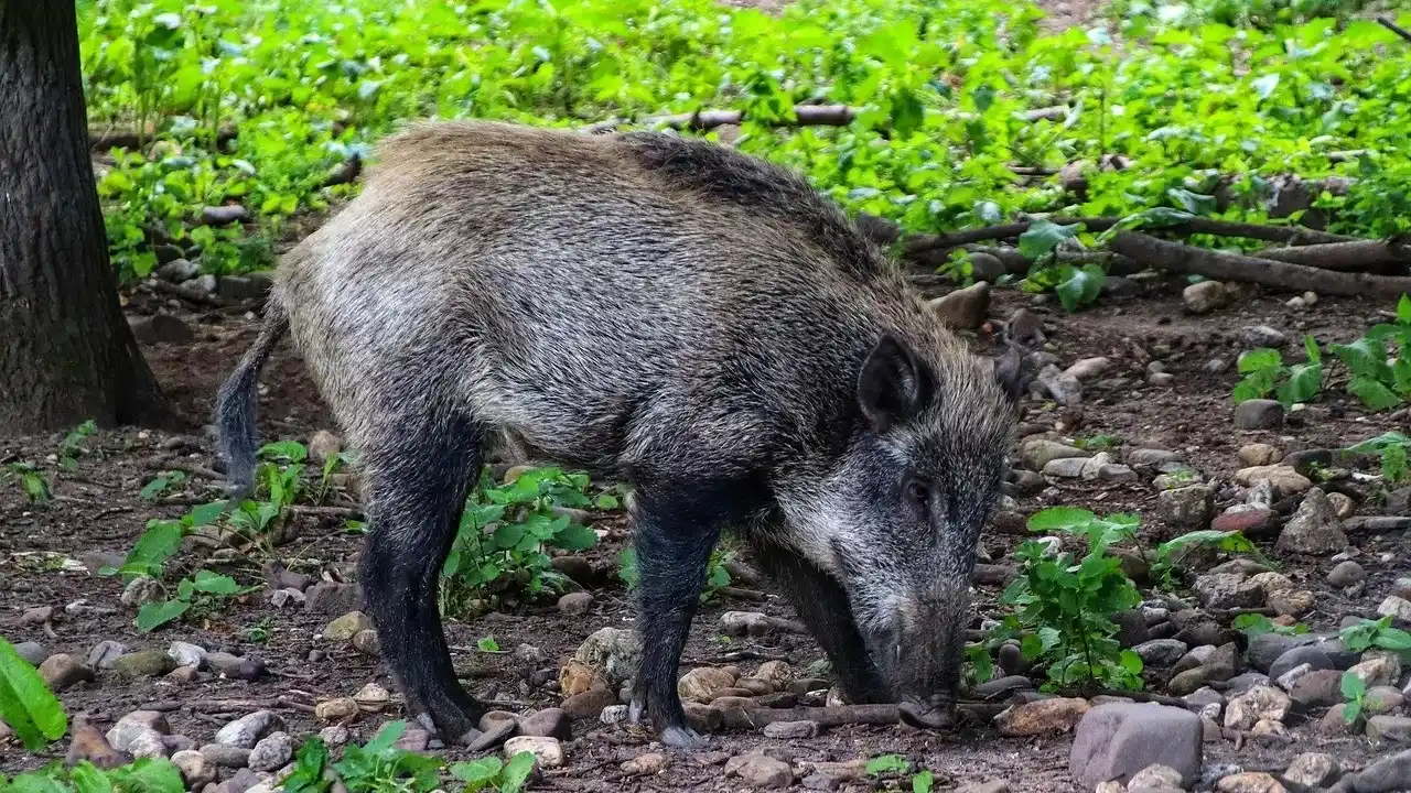Image from LokalPlus: Schweinepest im Kreis Olpe: „Das geht einem schon an die Nieren“ Lokal...
