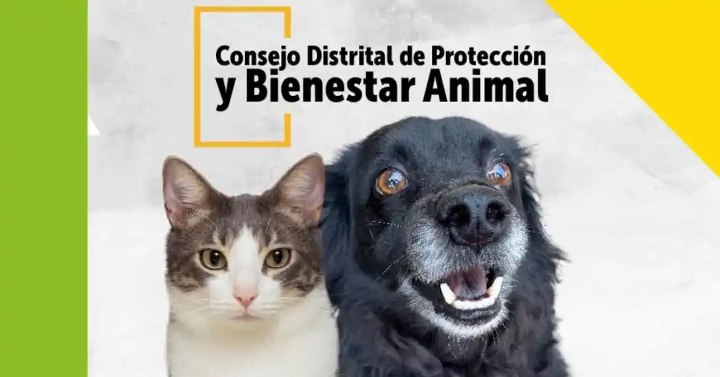 Image from Alcaldía Mayor de Bogotá: 🐾Si amas y defiendes la vida de los animales, postúlate como candidat...