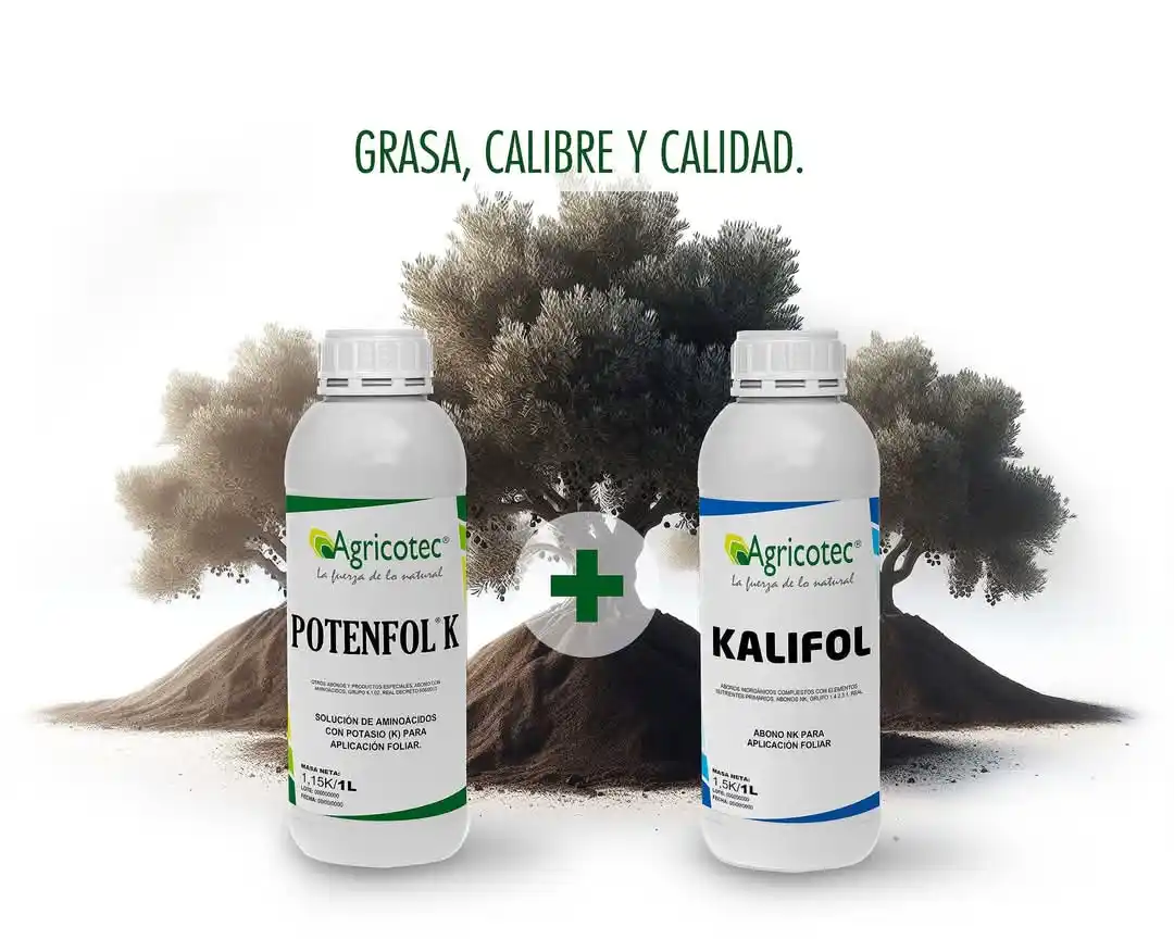 Image from Agricotec Fertilizantes: *Abonado foliar del olivo: grasa, calibre y calidad.*  La nutrición, m...