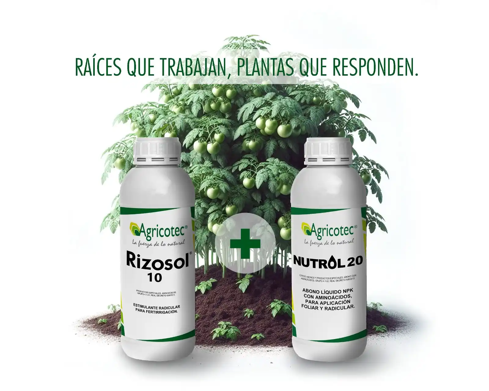 Image from Agricotec Fertilizantes: *Abonado inicial del tomate hashtag ecológico: Raíces que trabajan, pl...