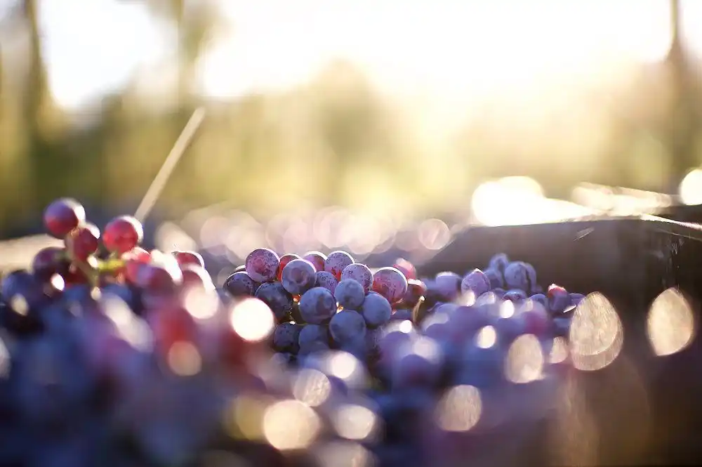 Image from Bizcommunity.com: BIZ DAILY: our top trending stories - SA wine industry forecasts 11% h...