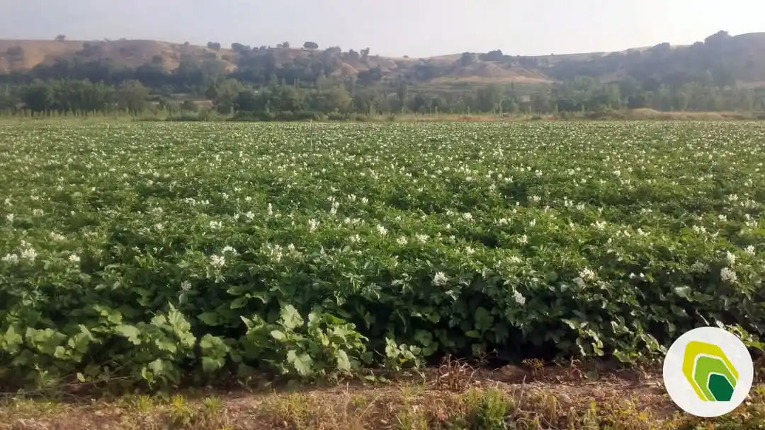 Image from Agricotec Fertilizantes: Compartimos los excelentes resultados obtenidos con nuestra línea de a...