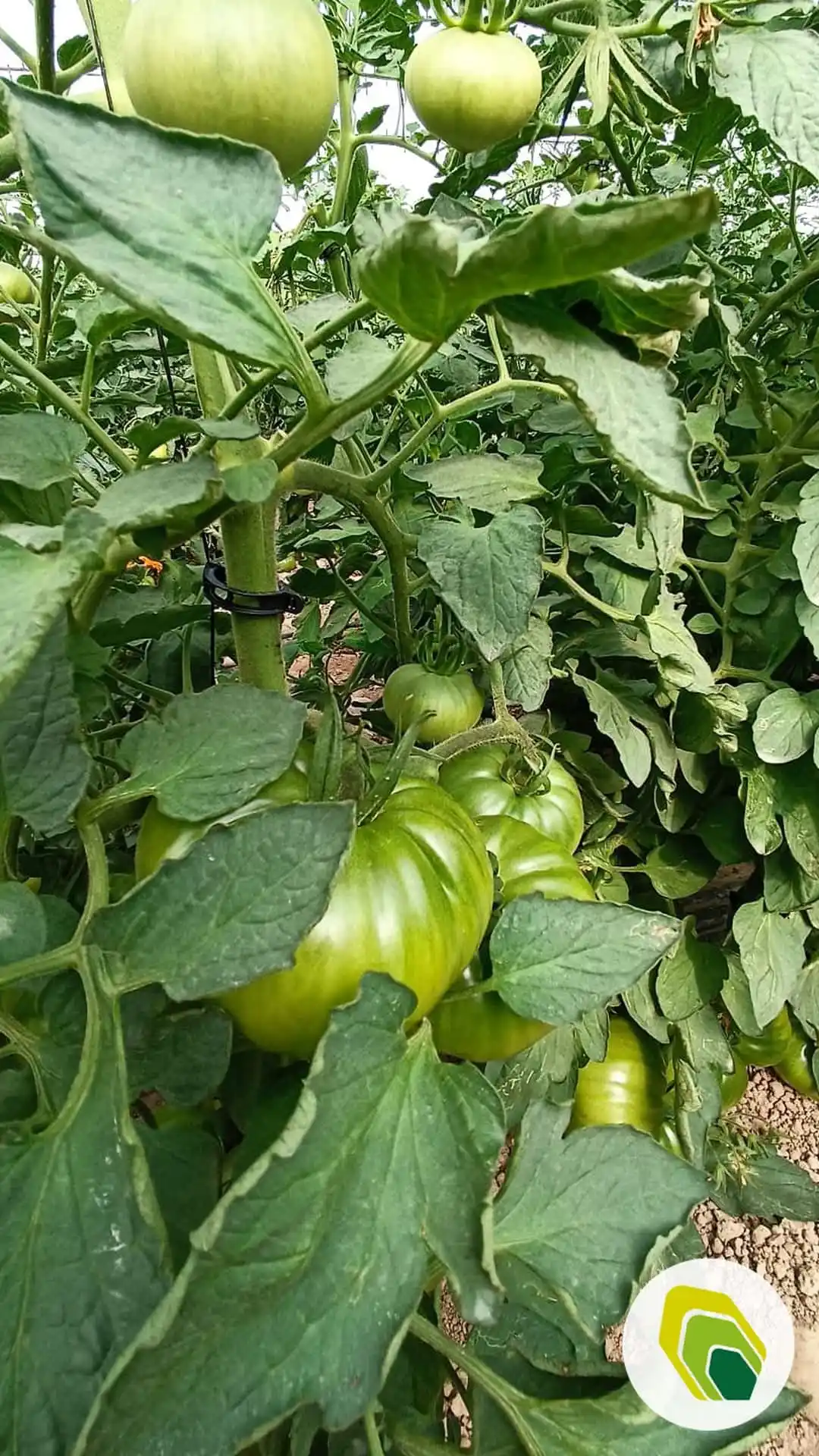 Agricotec Fertilizantes post