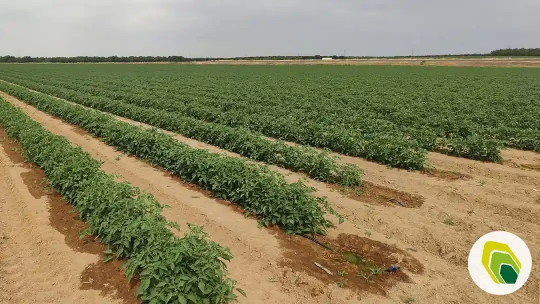 Image from Agricotec Fertilizantes: En agricultura, cada decisión cuenta, y acertar desde el primer día es...