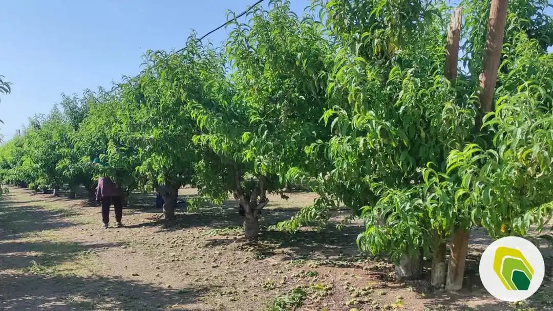 Agricotec Fertilizantes post