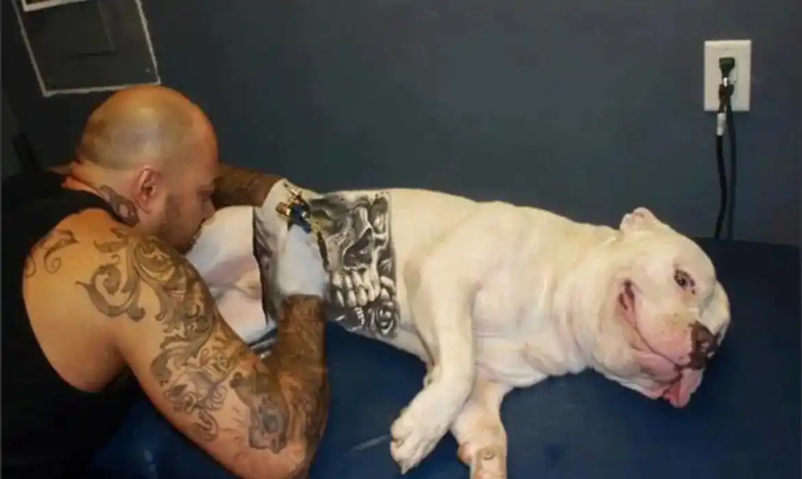 Image from RedeTV! | Notícias : *Governo sanciona lei que proíbe tatuagens e piercings em cães e gatos...