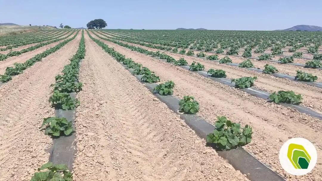 Image from Agricotec Fertilizantes: Melón plantado en Ciudad Real (Castilla La Mancha), al cual, tras su p...