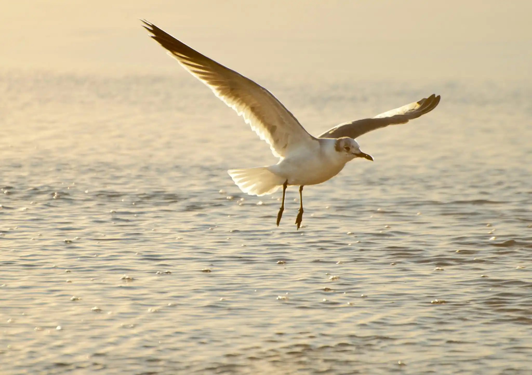 Image from Klimatski portal: *Moj plastični galebe* 🌊 Morske ptice često zamjenjuju plastiku za ...