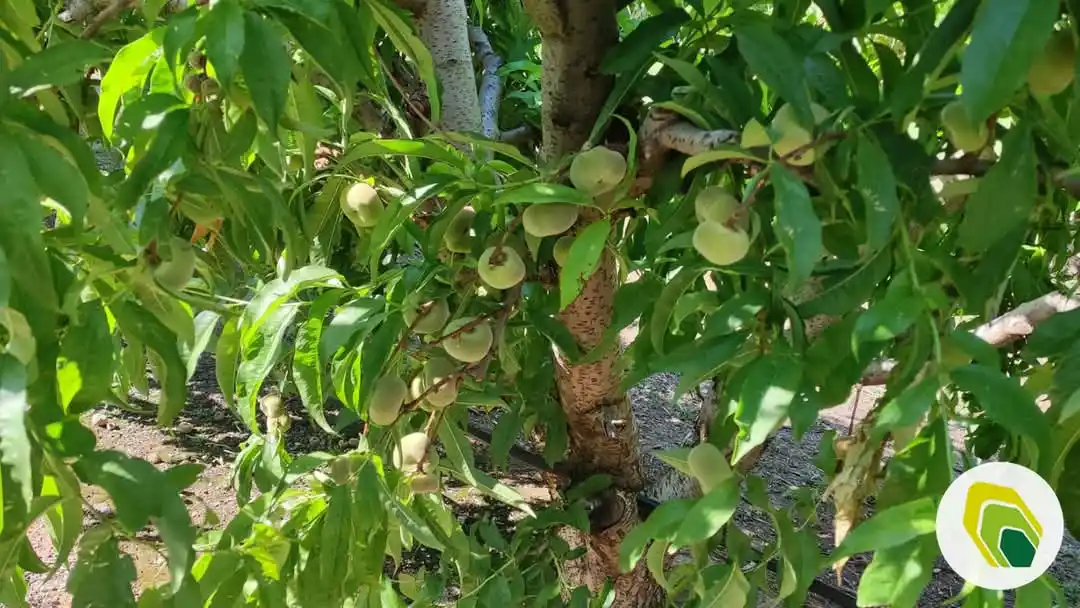 Agricotec Fertilizantes post